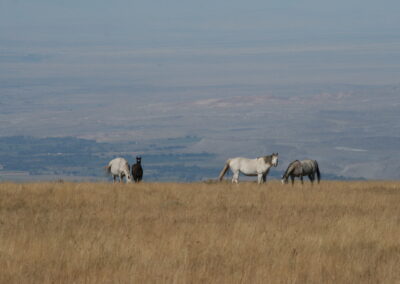 0b1a9873264_img_1550