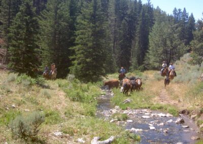 6f5e946fcea_copy-of-cattle-and-trail-pictures-081