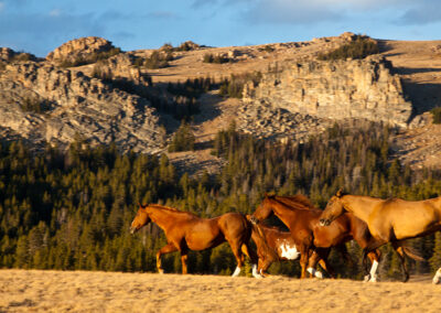 6f5e946fcea_twe_wy_100212_2021