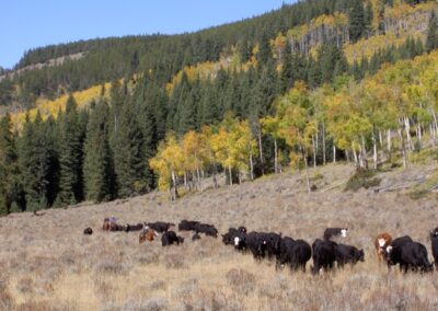 c7a337_copy-of-pict0006