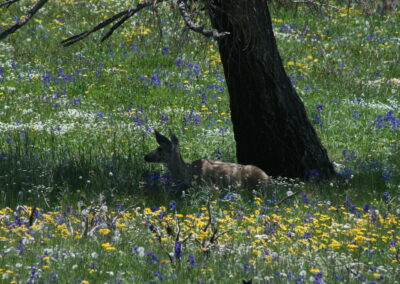 ffe7cee1f92_img_9617