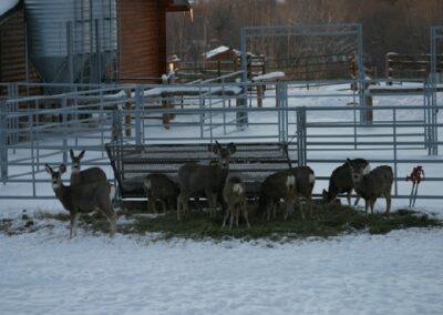 new12509winterfotos050-gif