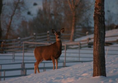 new17576copyofwinterfotos062-gif