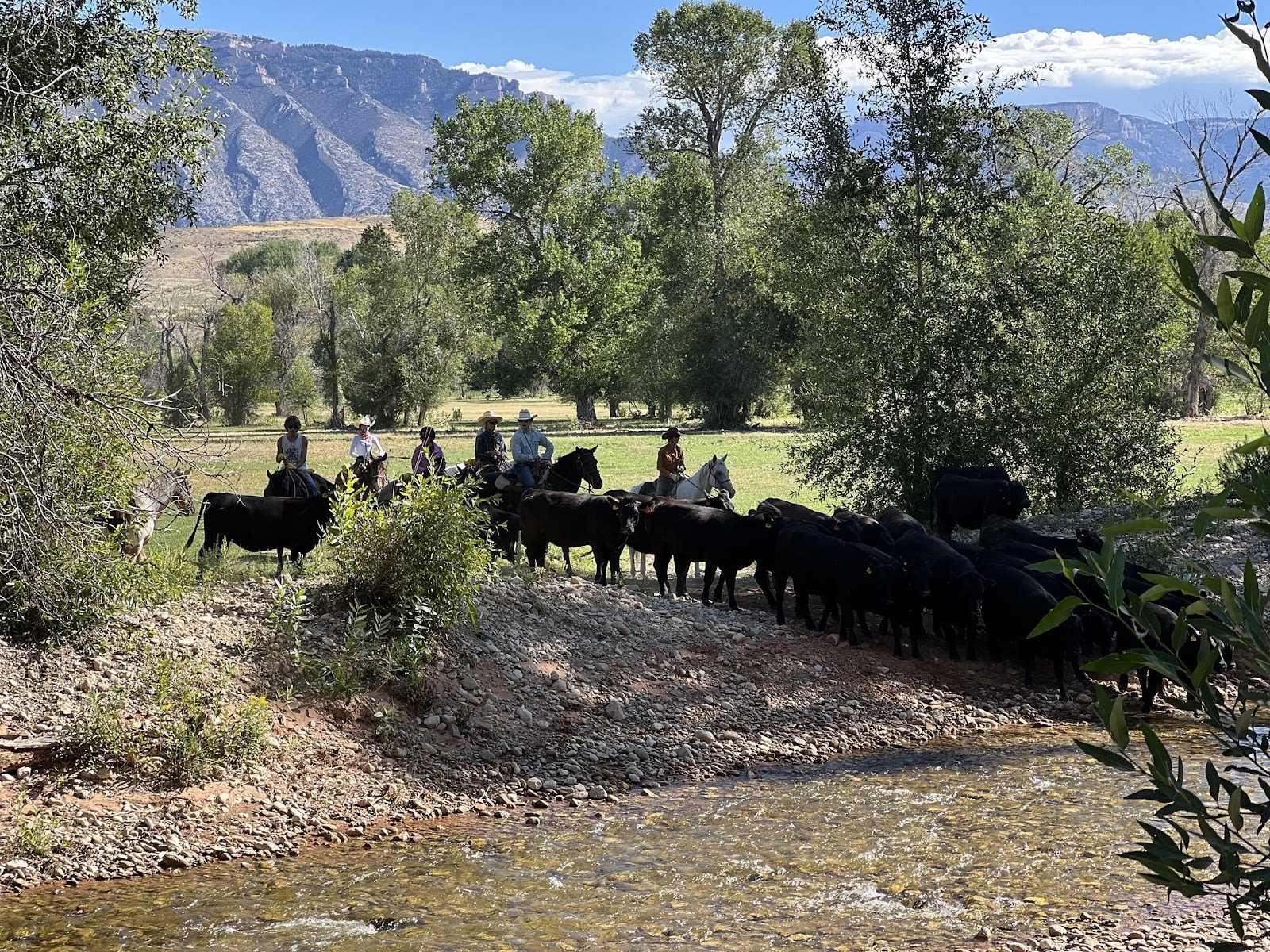 The Hideout’s herd of Mustangs