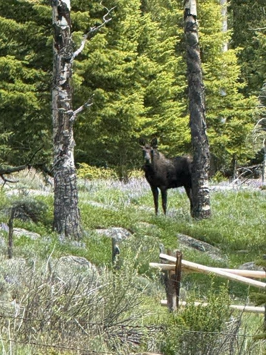 Riders galloping across stunning Wyoming wilderness
