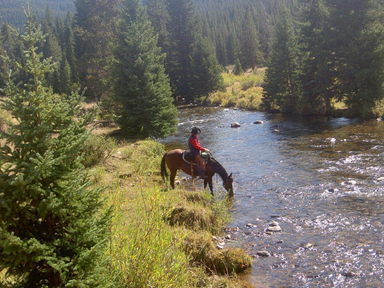 A horseback rider crossing a stream surrounded by pine trees.