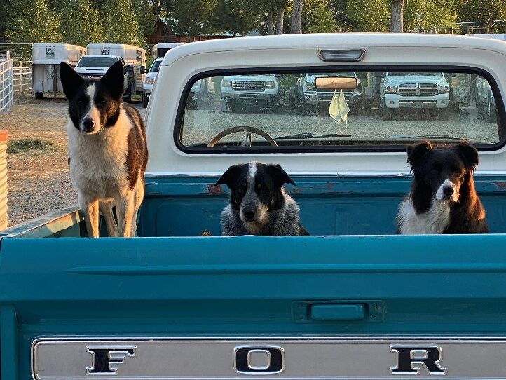 Dogs in the back of a ranch pickup truck