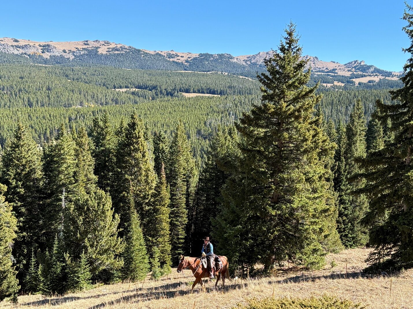 Horseback riders following a trail through pine forest below a rocky mountain ridge.