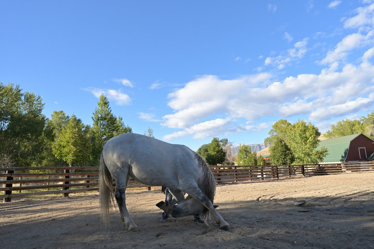 A gray horse rolling in a fenced sandy riding area.